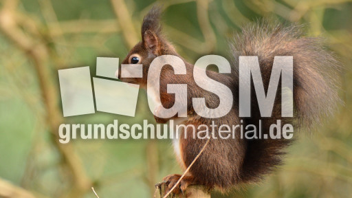 Eichhörnchen (27).jpg